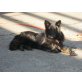 Pascha, Belgischer Schäferhund - Rüde