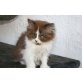 Pascha, Britisch Langhaar - Kater