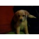 Pascha, Golden Retriever Welpen - Rüde