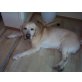 Pascha, Labrador Retriever - Rüde