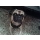 Pascha, Mops-Chihuahua-Mix - Rüde