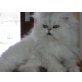 Pascha, Perser mit Nase - Kater