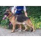 Pascho von der Goldperle, Deutscher Schäferhund - Rüde