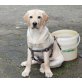 Pasha, Labrador Retriever - Rüde