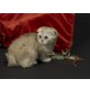 Pashmina vom Zarentiger, Schottische Faltohrenkatze - Katze