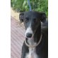 Pastora, Galgo Español - Rüde