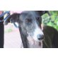 Pastora, wunderschön, Galgo Español - Hündin