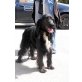 Patch, Spaniel - Rüde
