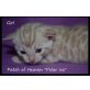 Patch of Heave Snow Bengal, Bengalkatze - Katze