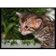 Patch of Heaven Bengal, Bengalkatze - Kater