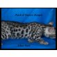 Patch of Heaven Bengal, Bengalkatze - Kater