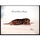 Patch of Heaven Bengal, Bengalkatze - Katze