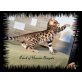 Patch of Heaven Bengal, Bengalkatze - Katze