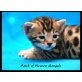 Patch of  Heaven Bengal, Bengalkatze - Katze