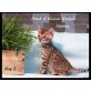 Patch of Heaven Bengal, Bengalkatze - Katze