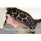 Patch of Heaven , Bengalkatze - Kater