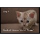 Patch of Heaven Bengalkitten, Bengalkatze - Kater