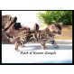 Patch of Heaven Bengalkitten, Bengalkatze - Kater