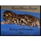 Patch of Heaven Bengalkitten, Bengalkatze - Kater