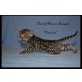 Patch of Heaven Bengalkitten, Bengalkatze - Kater