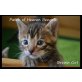 Patch of Heaven Bengalkitten, Bengalkatze - Katze
