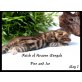 Patch of Heaven Bengals, Bengalkatze - Kater