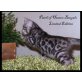 Patch of Heaven Bengals, Bengalkatze - Kater
