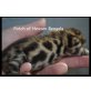 Patch of Heaven Bengals, Bengalkatze - Kater