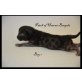 Patch of Heaven 'Black Panther', Bengalkatze - Kater