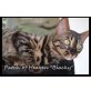 Patch of Heaven 'Blacky', Bengalkatze - Katze