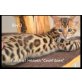 Patch of Heaven 'Countdown', Bengalkatze - Kater
