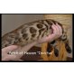 Patch of Heaven 'Invictus', Bengalkatze - Kater