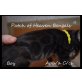 Patch of Heaven Kitten, Bengalkatze - Kater