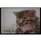Patch of Heaven Kitten, Bengalkatze - Kater