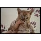 Patch of Heaven Kitten, Bengalkatze - Kater