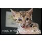 Patch of Heaven Kitten, Bengalkatze - Kater
