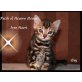 Patch of Heaven Kitten, Bengalkatze - Kater