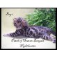 Patch of Heaven Kitten, Bengalkatze - Kater
