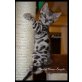 Patch of Heaven Kitten, Bengalkatze - Kater