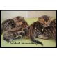 Patch of Heaven Kitten, Bengalkatze - Kater