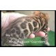 Patch of Heaven Kitten, Bengalkatze - Kater