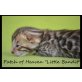 Patch of Heaven Kitten, Bengalkatze - Katze