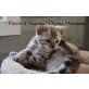 Patch of Heaven Kitten, Bengalkatze - Katze