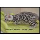 Patch of Heaven Kitten, Bengalkatze - Katze