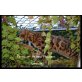 Patch of Heaven'Lornezo' , Bengalkatze - Katze