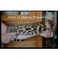 Patch of Heaven 'Pandora', Bengalkatze - Katze