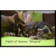 Patch of Heaven 'Phoenix', Bengalkatze - Kater