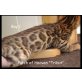 Patch of Heaven'Tribut', Bengalkatze - Kater