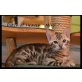 Patch of Hevaen BengalKitten, Bengalkatze - Kater