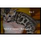 PatchofHeaven Babys, Bengalkatze - Kater